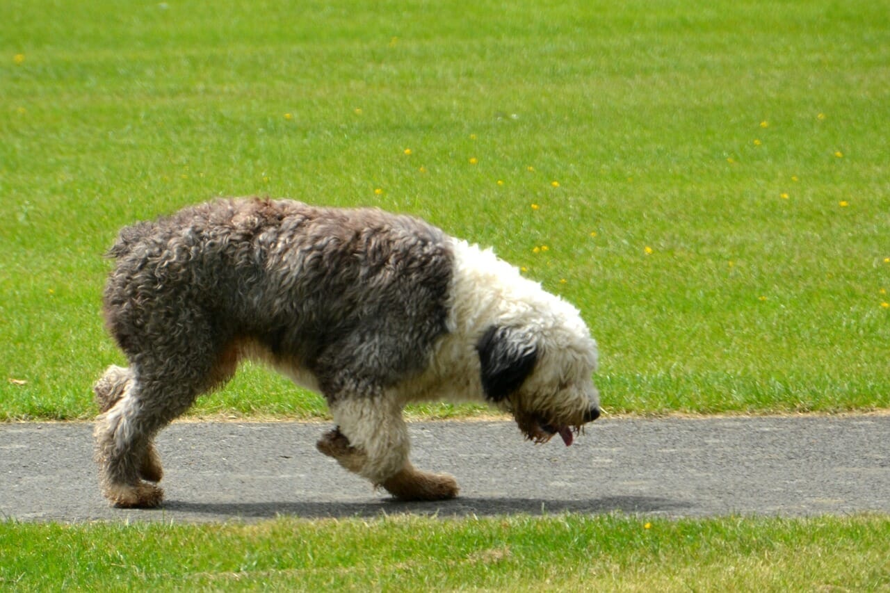 Der Bobtail: Klasse und viel Masse!