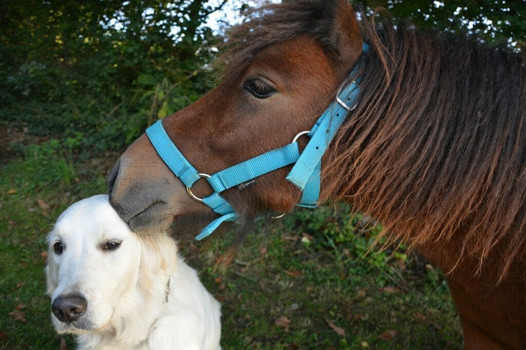 Pferd, Hund, Hundeblog