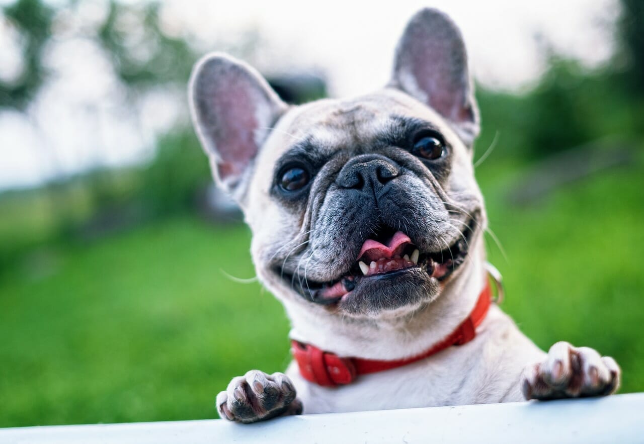 https://www.doggybed.de/blog-news/wp-content/uploads/2022/02/french-bulldog-g2a8a7f32a_1280.jpg